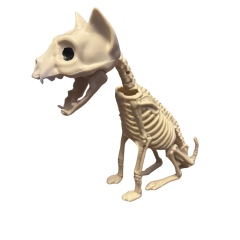 Skelett sitzende Katze