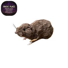 Maus mittelgroß braun